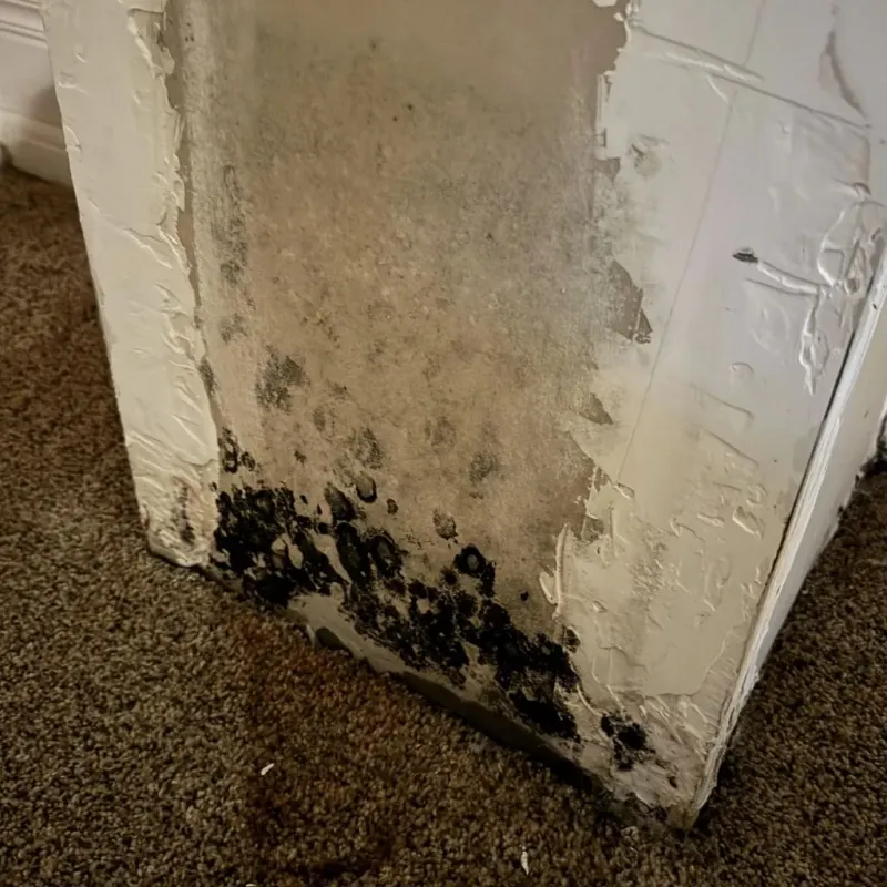 Professional Mold Removal in Deshler, OH